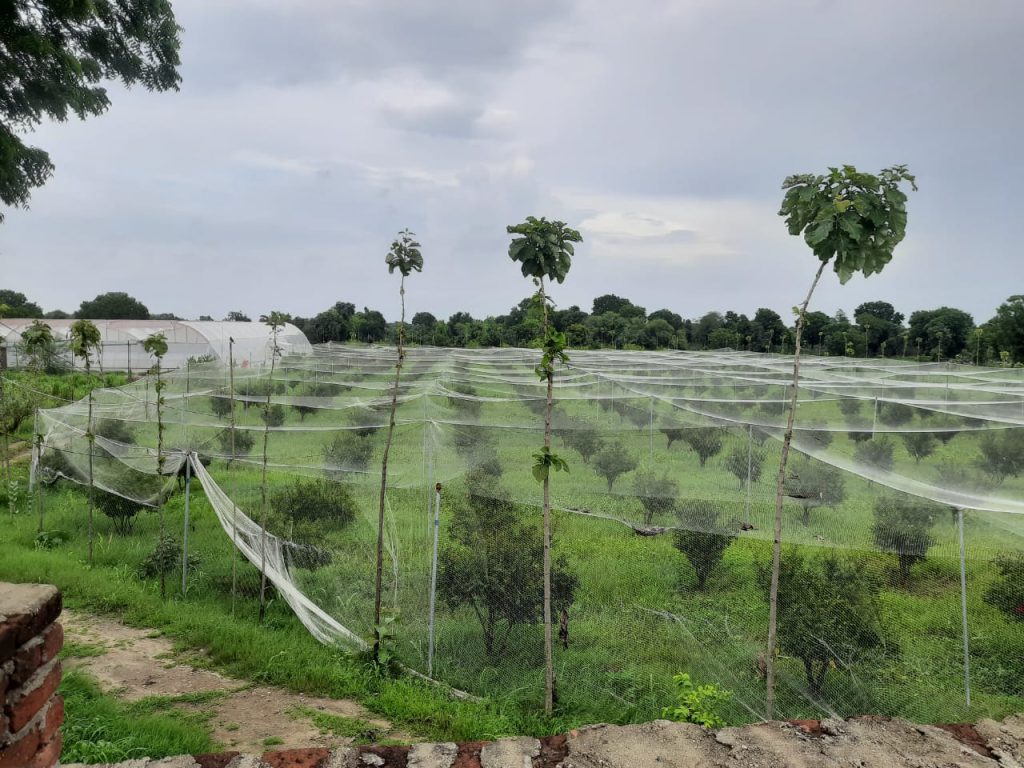 image_Shodhak Naturals