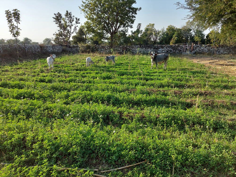 image_Shodhak Naturals