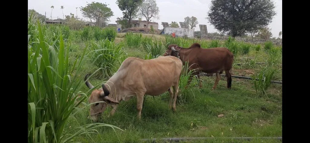 image_Shodhak Naturals